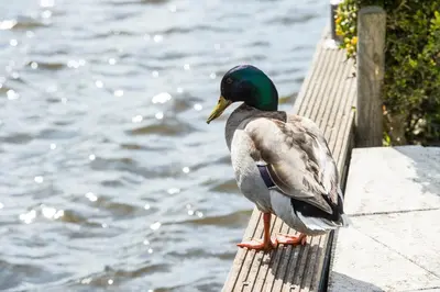 a duck sitting on a wooden rail by the water at Amsterdam / Loosdrecht Rien van den Broeke Village in Loosdrecht