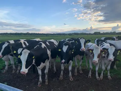 a herd of black and white cows standing in a field at Amsterdam Countryside met Airco ,Geweldig uitzicht, luxe keuken,wasmachine,droger,gratis fietsen in Den Ilp