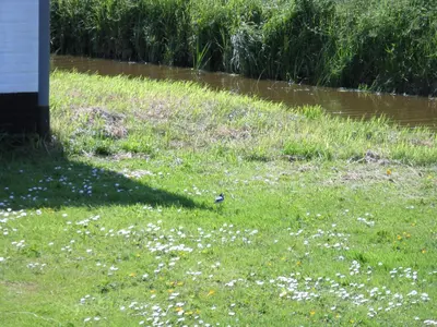 a bird standing in a field of grass with flowers at vakantiehuis Warder in Warder