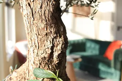 a close up of the trunk of a tree at Luxury Harbour Suite With Private Parking in Loosdrecht