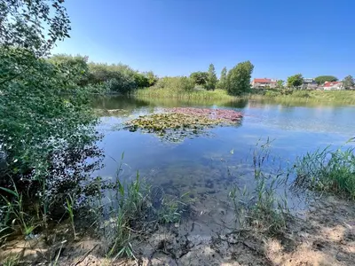 a body of water with a bunch of flowers in it at @54 in Zandvoort