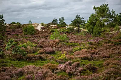 a grassy field with purple plants and trees at Strandhotel Camperduin in Schoorl