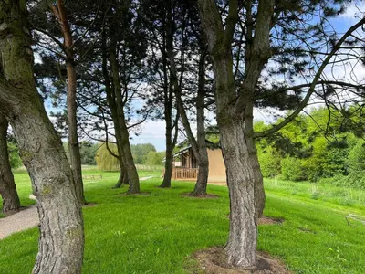 a group of trees with a house in the background at Sunny Lodge 6 persoons in Zeewolde