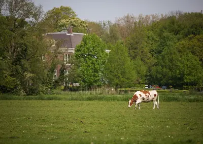 a brown and white cow grazing in a field at De Dinkelhoeve in Heemstede