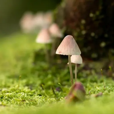 a group of three mushrooms in the grass at De Dinkelhoeve in Heemstede