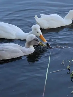 two white ducks swimming in the water at Ingeborgh Art Gastenverblijf in Grootschermer