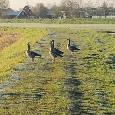 three birds standing in a field of grass at Ingeborgh Art Gastenverblijf in Grootschermer