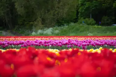 a field of colorful tulips in a field at 'T Heilige Pad in Egmond aan Zee