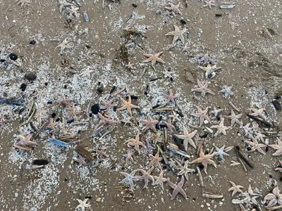 a pile of starfish on the sand on the beach at Guesthouse Katwijk aan Zee in Katwijk aan Zee
