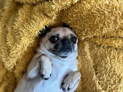 a small pug dog laying under a blanket at BeBaBops Homestay Utrecht in Utrecht