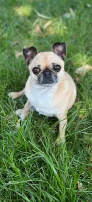 a small pug dog sitting in the grass at BeBaBops Homestay Utrecht in Utrecht