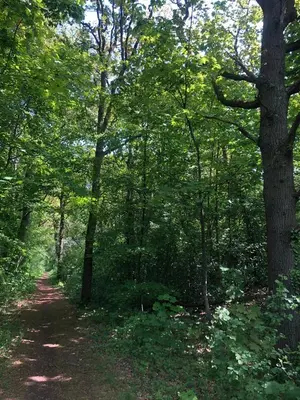 a dirt trail in a wooded area with trees at De Bosrand grenzend aan het bos in Castricum