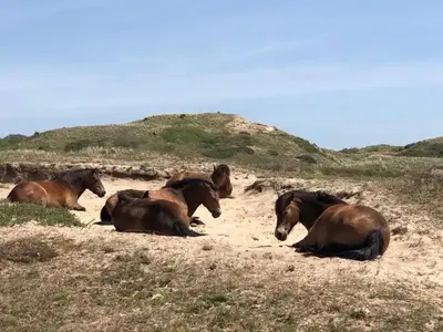 a group of horses laying in a field at De Bosrand grenzend aan het bos in Castricum