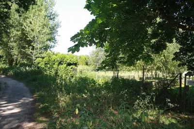 a dirt road with a fence and trees and grass at De Bosrand grenzend aan het bos in Castricum