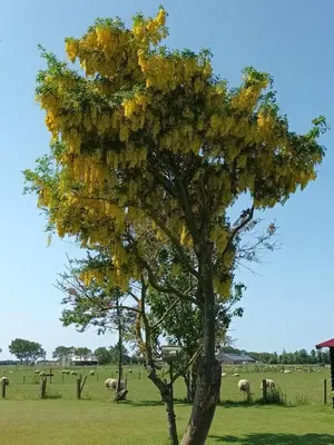 a tree with yellow leaves in a field with sheep at Bollenboet in Sint Maarten