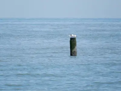 a bird sitting on a pole in the water at Meerpaal 43 Bergen in Bergen