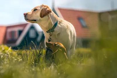 a brown and white dog standing in the grass at De Beemster | Holiday park near Amsterdam in De Rijp