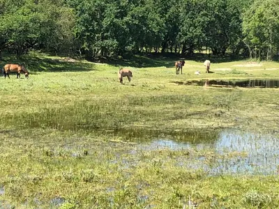 a group of animals grazing in a field next to a pond at Glücklich am Meer Suite Deluxe mit Wellnesszugang in Egmond aan Zee