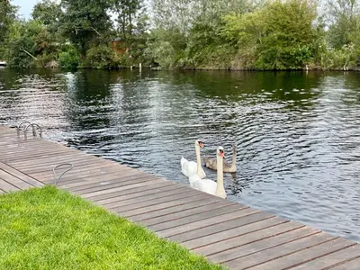 two swans are standing on a dock in the water at New - Waterfont Villa08 - Private Residence on a lake near Amsterdam in Vinkeveen