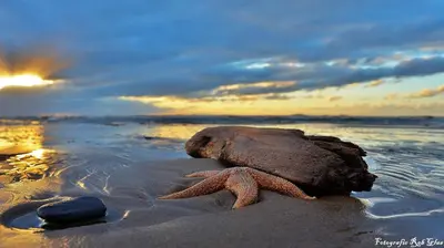 a starfish laying on the sand on a beach at Glücklich am Meer Meerblick mit Wellnesszugang in Egmond aan Zee