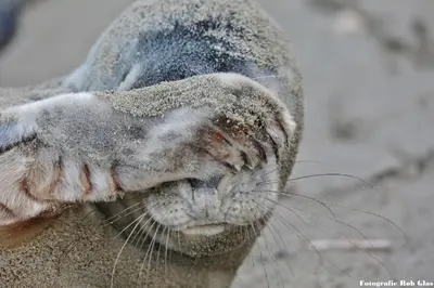 a close up of a seal with snow on its face at Glücklich am Meer Meerblick mit Wellnesszugang in Egmond aan Zee