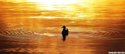 a duck swimming in a body of water at Glücklich am Meer Meerblick mit Wellnesszugang in Egmond aan Zee