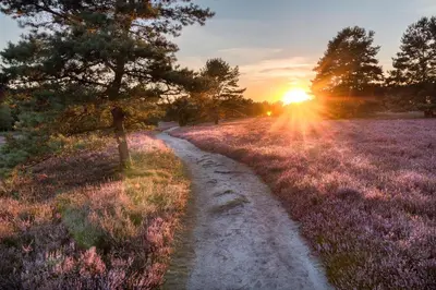 a path in a field of lavender with the sunset at Amrâth Hotel Lapershoek Arenapark in Hilversum