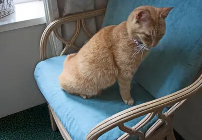 an orange cat sitting on a blue chair at Hotel Verdi in Amsterdam