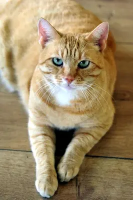 an orange cat laying on a wooden floor at Hotel Abba in Amsterdam
