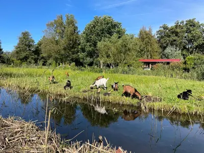 a group of animals walking in the grass next to a river at Huisje op de dijk in Kortenhoef