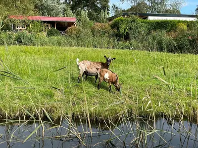 a goat standing in the grass next to a body of water at Huisje op de dijk in Kortenhoef