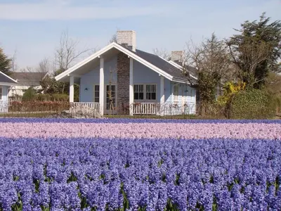 a house with purple flowers in front of it at Holiday Home near Dutch Coast & Forest in Noordwijk