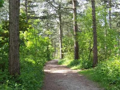 a dirt road through a forest with trees at Holiday Home near Dutch Coast & Green Park in Noordwijk
