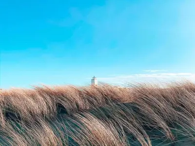 a view of the top of a horse with its long hair at Holiday Home near Dutch Coast & Green Park in Noordwijk