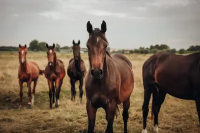 a group of horses standing in a field at Hajé Nieuwegein in Nieuwegein