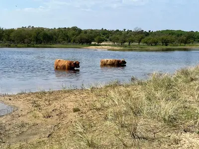 two cows are standing in a body of water at Zuidwest Zeven free parking! in Zandvoort