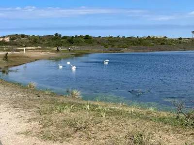 a group of swans swimming in a body of water at Zuidwest Zeven free parking! in Zandvoort