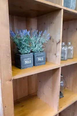 three plants on a wooden shelf with jars and bottles at Vakantiebungalow Limmen in Limmen