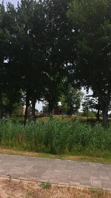 a field of tall grass with trees and a sidewalk at Dubbelink 3A in Amsterdam