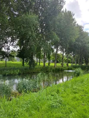 a stream in a field with trees and grass at Dubbelink 3A in Amsterdam