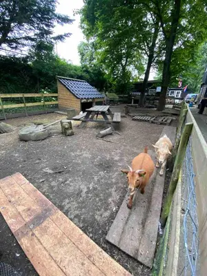 two cows are standing next to a fence at La Luna - Desi in Heerhugowaard