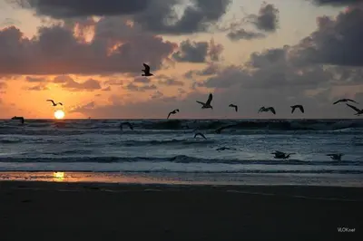 a flock of birds flying over the ocean at sunset at Hotel Noordzee in Katwijk