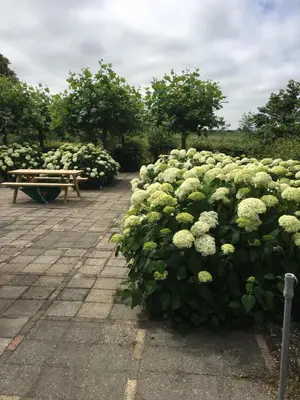 a large bush of white flowers next to a bench at 't Wapen van Middelie in Middelie