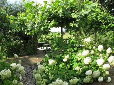 a garden with a bench and white flowers at 't Wapen van Middelie in Middelie
