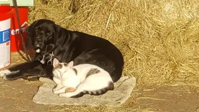 a dog and a cat laying on a blanket next to hay at De Mast bij Fort Vechten on the countryside & close to Utrecht in Bunnik