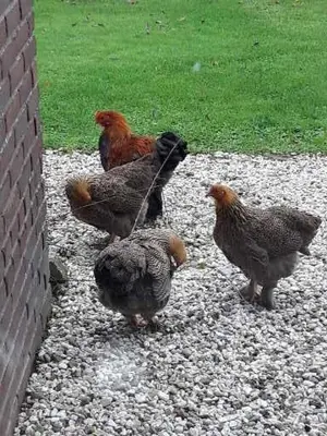 a group of chickens standing on a pebbleysenalsenalsenalsenalsenalsenal at De Mast bij Fort Vechten on the countryside & close to Utrecht in Bunnik