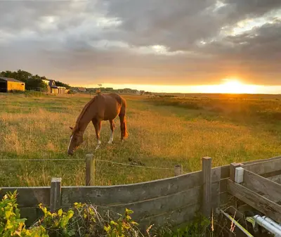 a horse grazing in a field with the sunset in the background at sunshine in Schoorl