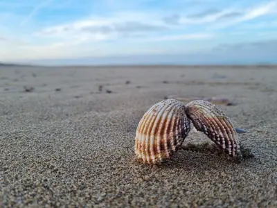 a shell in the sand on a beach at 't Hoekhuisje in Katwijk aan Zee