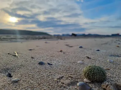 a cactus on a sandy beach with the sun in the background at 't Hoekhuisje in Katwijk aan Zee