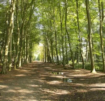 a tree lined road with a lot of trees at Luxe chalet met airco bij bos en zwemwater in Hoevelaken
